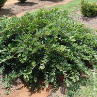 Distylium Vintage Jade - Bakker