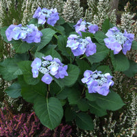 Hortensia - Hortensia Zorro Bleu - Hydrangea Zorro