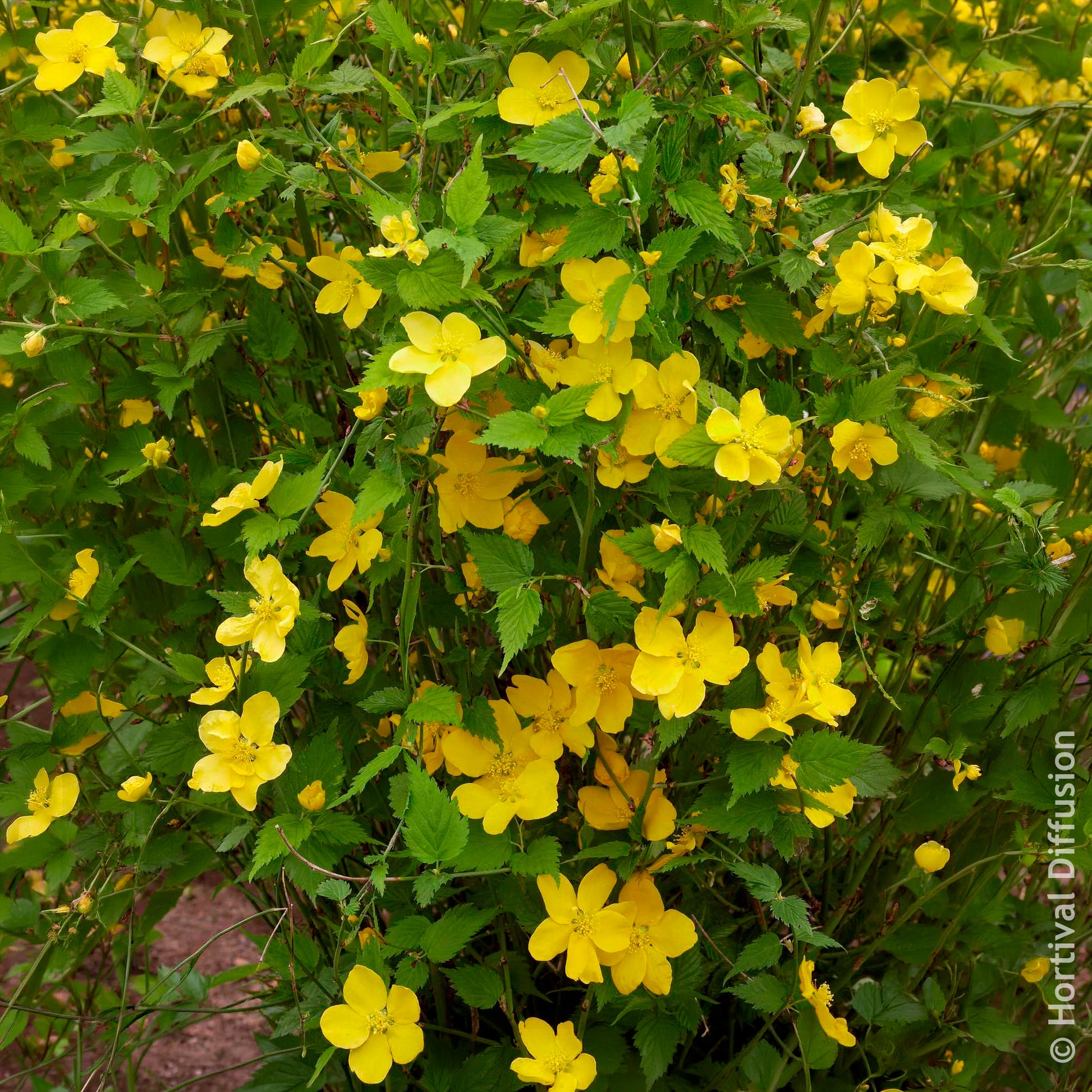 Vente Arbustes fleuris - Corête du Japon Golden Guinea