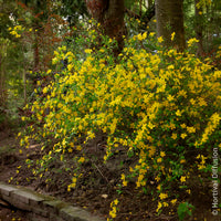 Vente Corête du Japon Golden Guinea - Arbustes fleuris