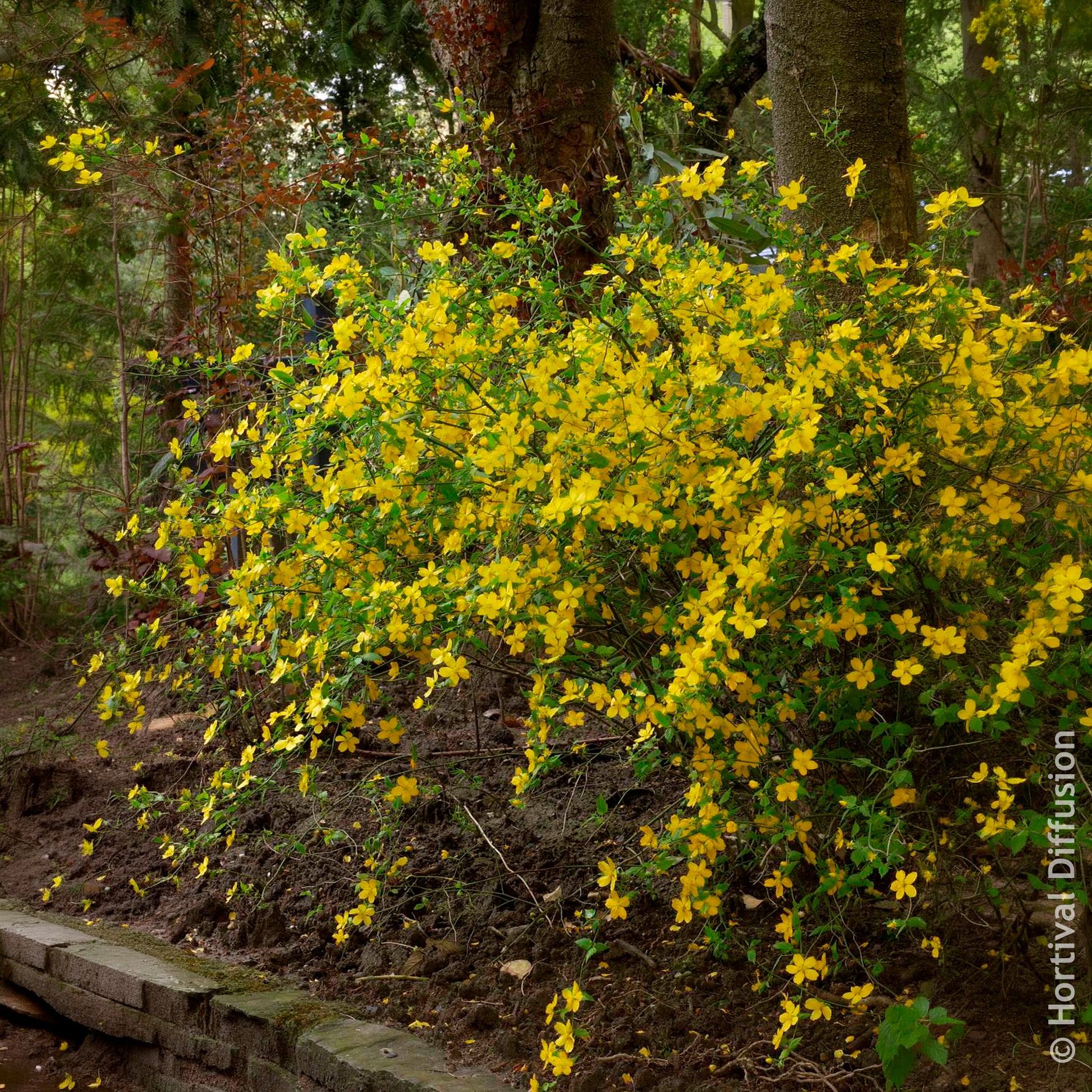 Vente Corête du Japon Golden Guinea - Arbustes fleuris