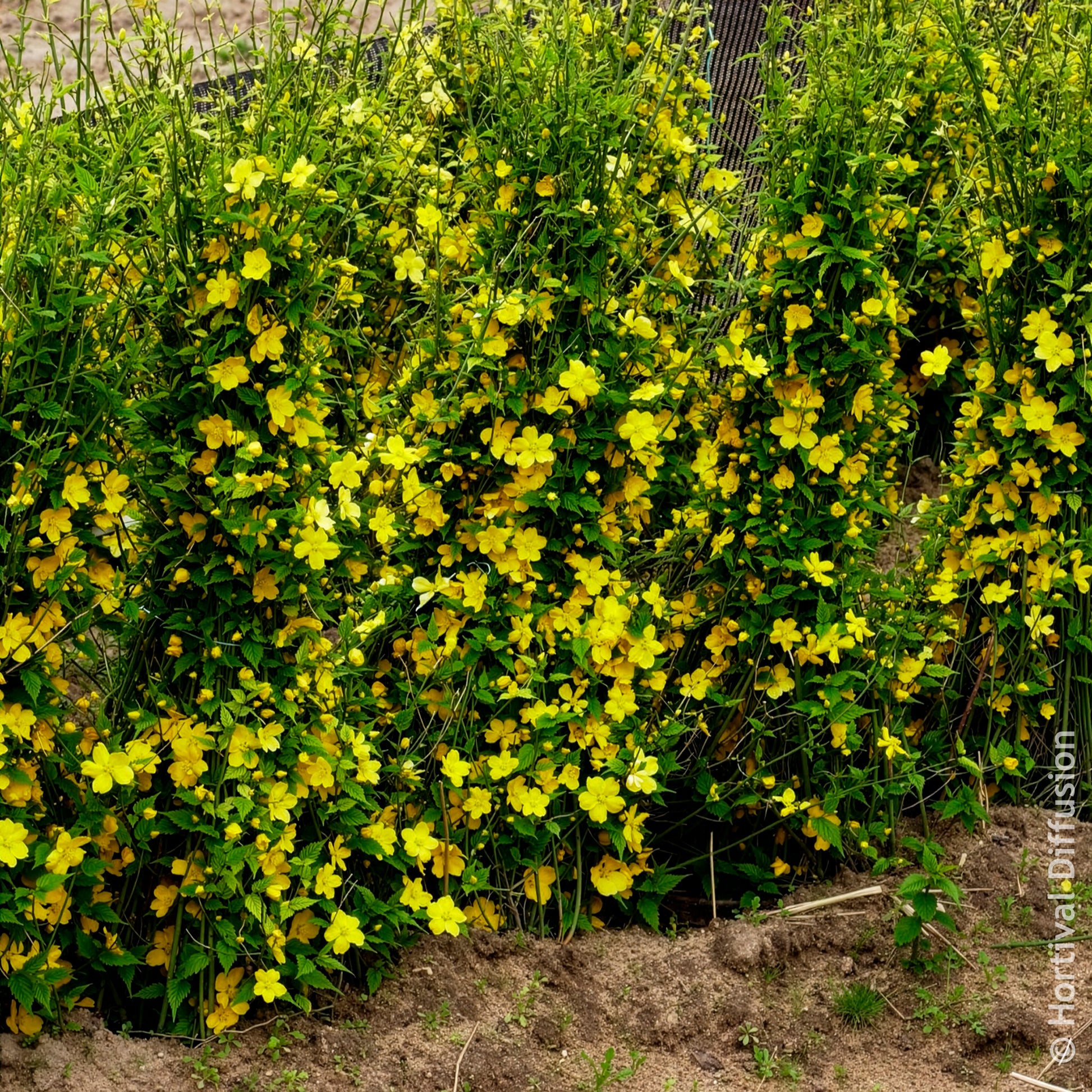 Vente Corête du Japon Golden Guinea