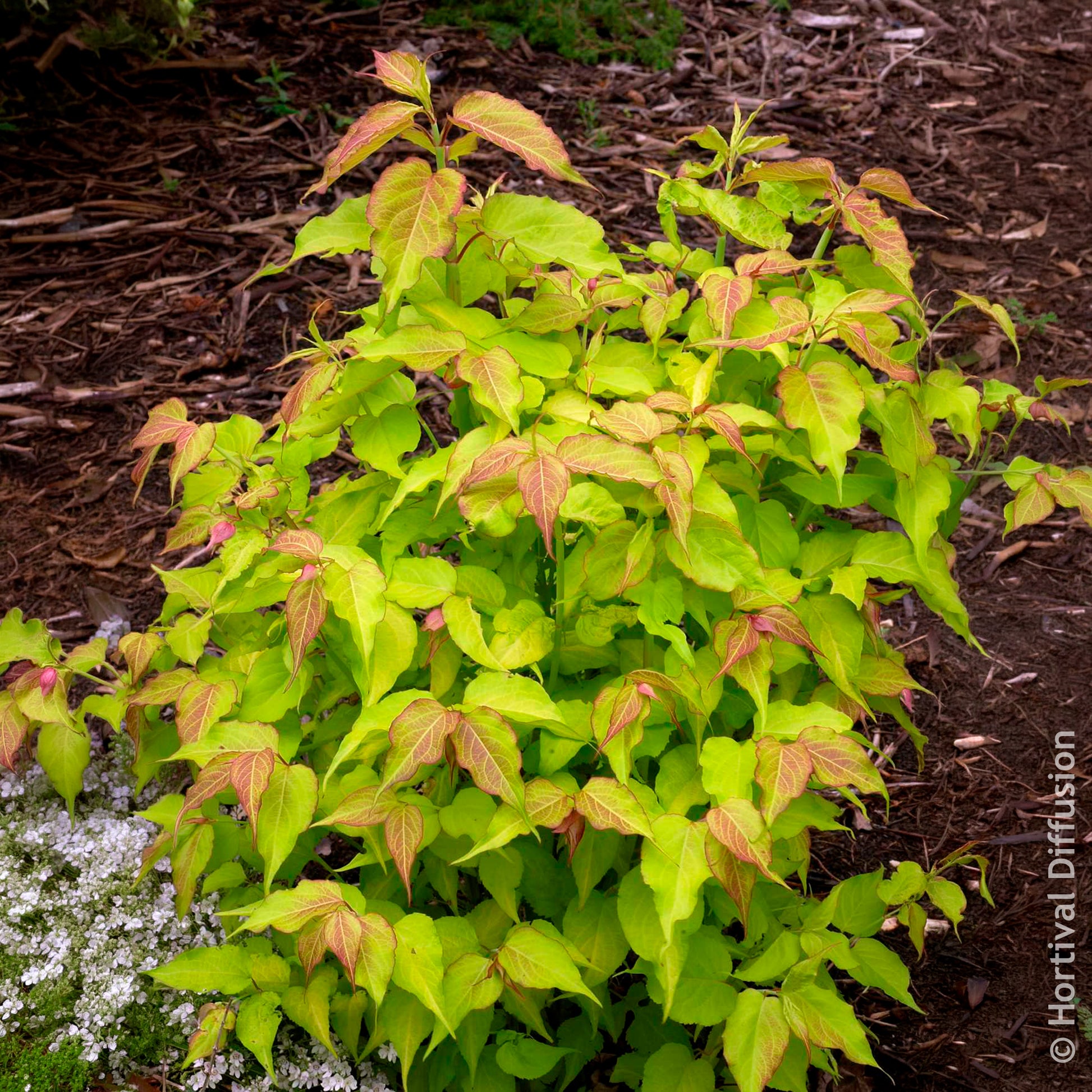 Vente Arbustes fleuris - Arbre aux faisans Golden Lanterns
