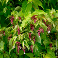 Vente Arbre aux faisans Golden Lanterns - Arbustes fleuris