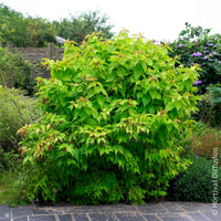 Vente Arbre aux faisans Golden Lanterns