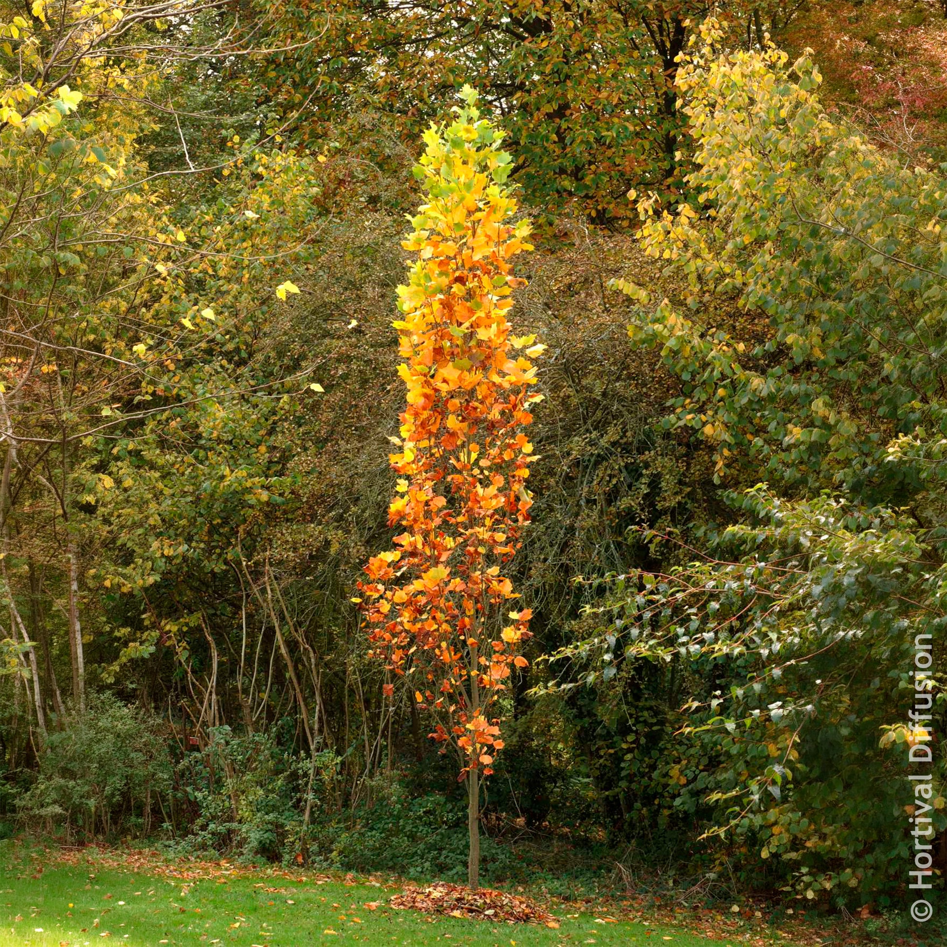 Liriodendron tulipifera Fastigiatum - Tulipier de Virginie Fastigiatum - Arbres fleuris