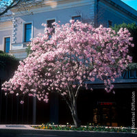 Vente Magnolia - Magnolia Leonard Messel
