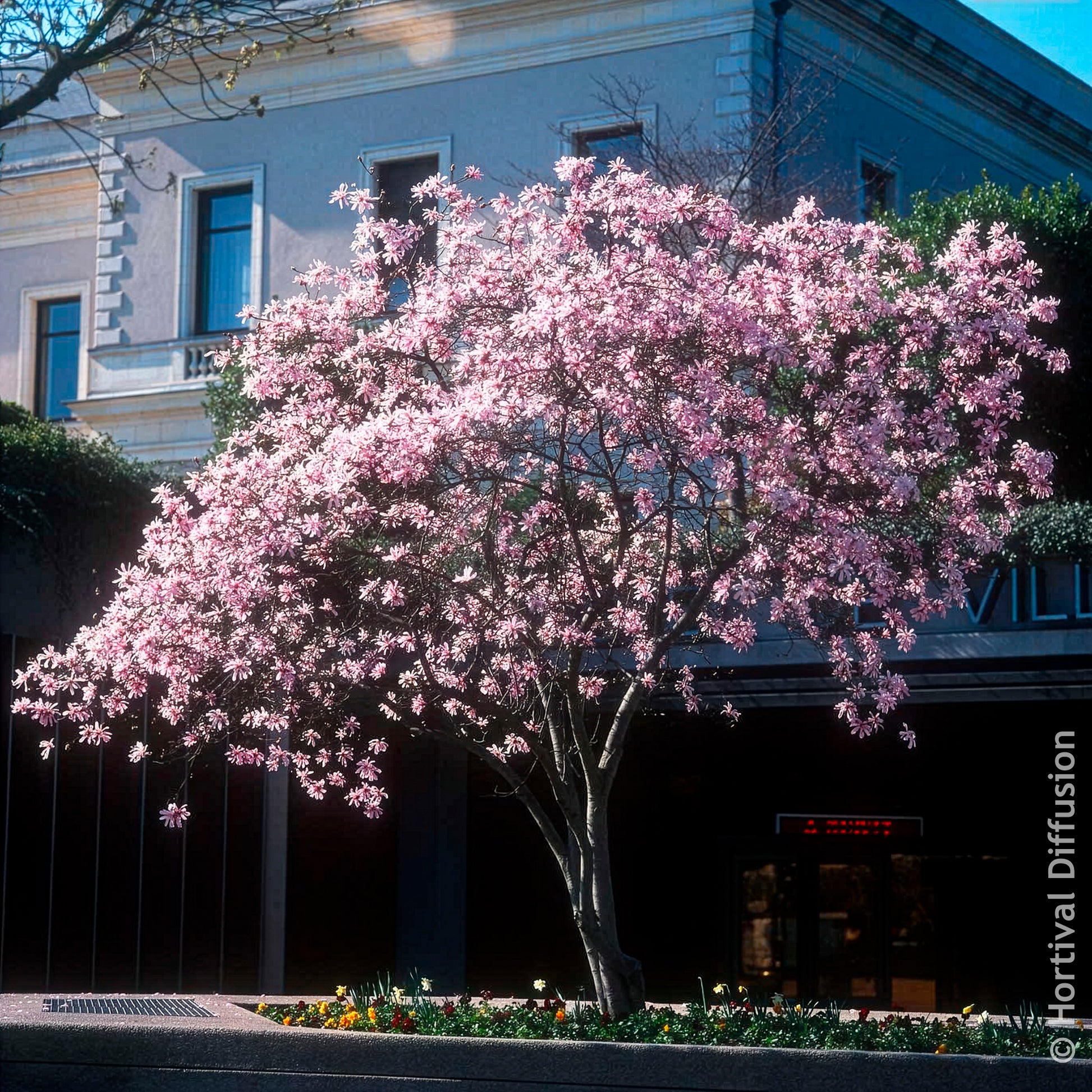 Vente Magnolia - Magnolia Leonard Messel