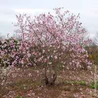 Vente Magnolia loebneri Leonard Messel - Magnolia Leonard Messel