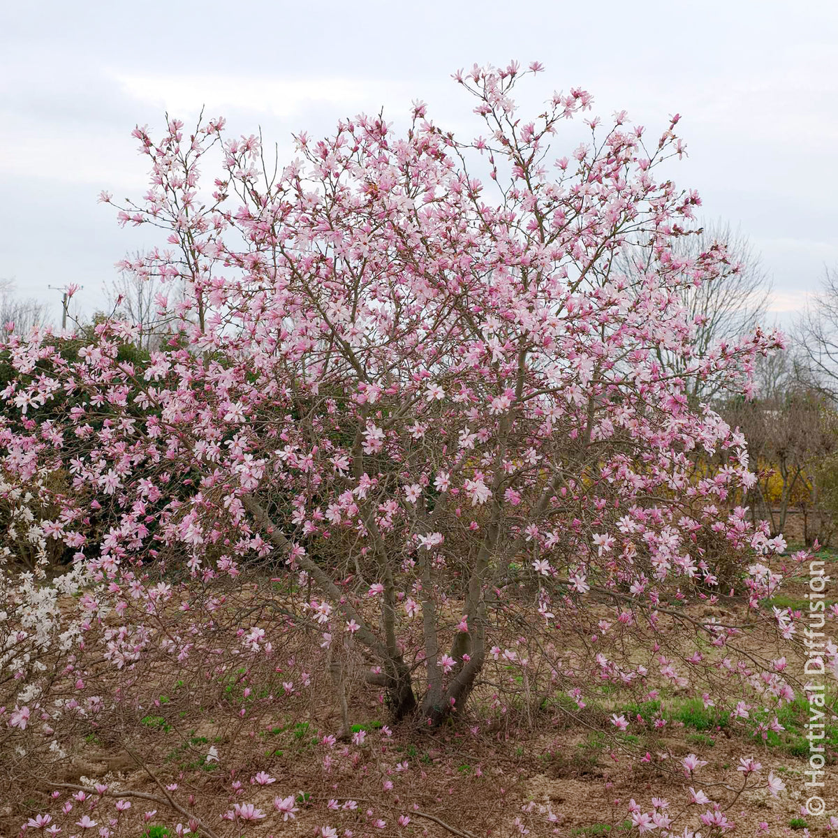 Vente Magnolia loebneri Leonard Messel - Magnolia Leonard Messel