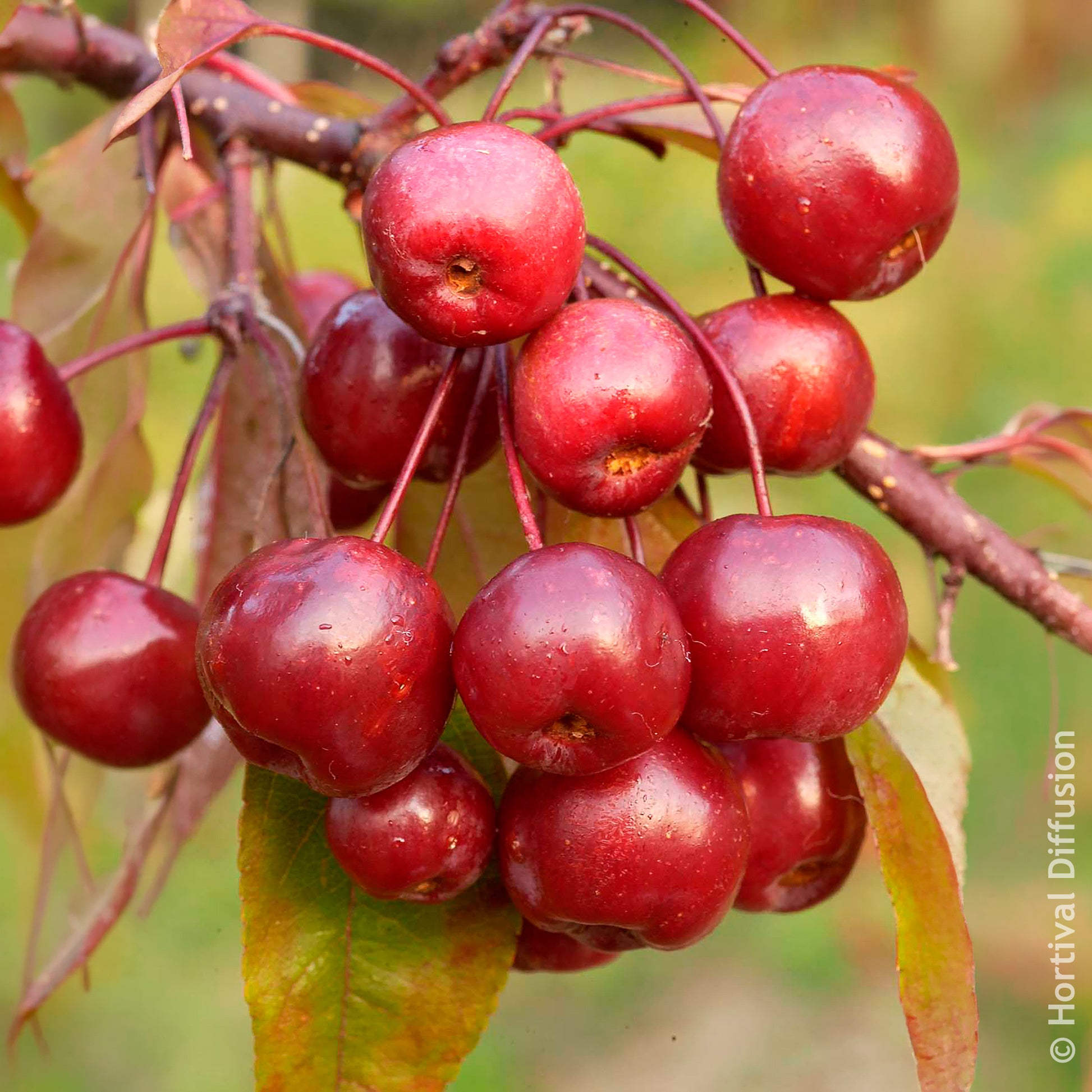 Vente Pommier d’ornement Coccinella - Malus Coccinella