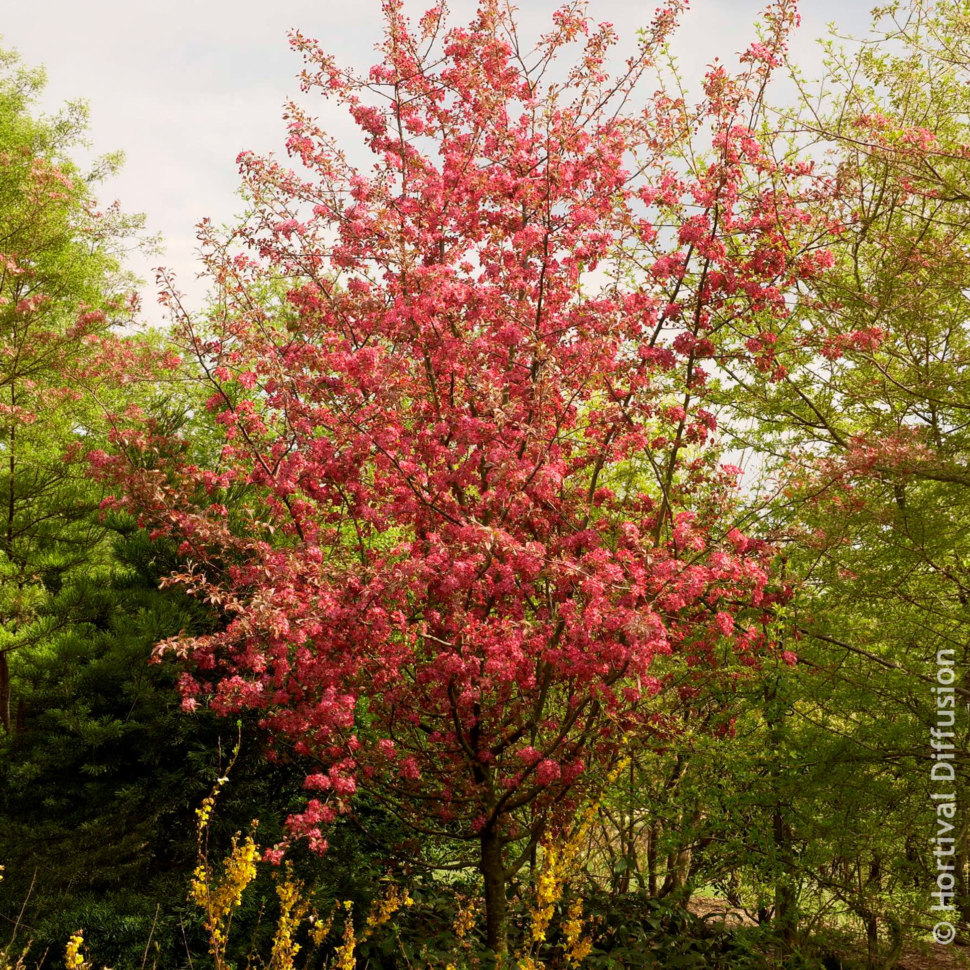 Pommier à fleurs - Pommier d’ornement Coccinella - Malus Coccinella