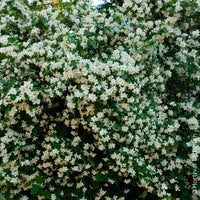 Vente Philadelphus coronarius - Seringat des jardins