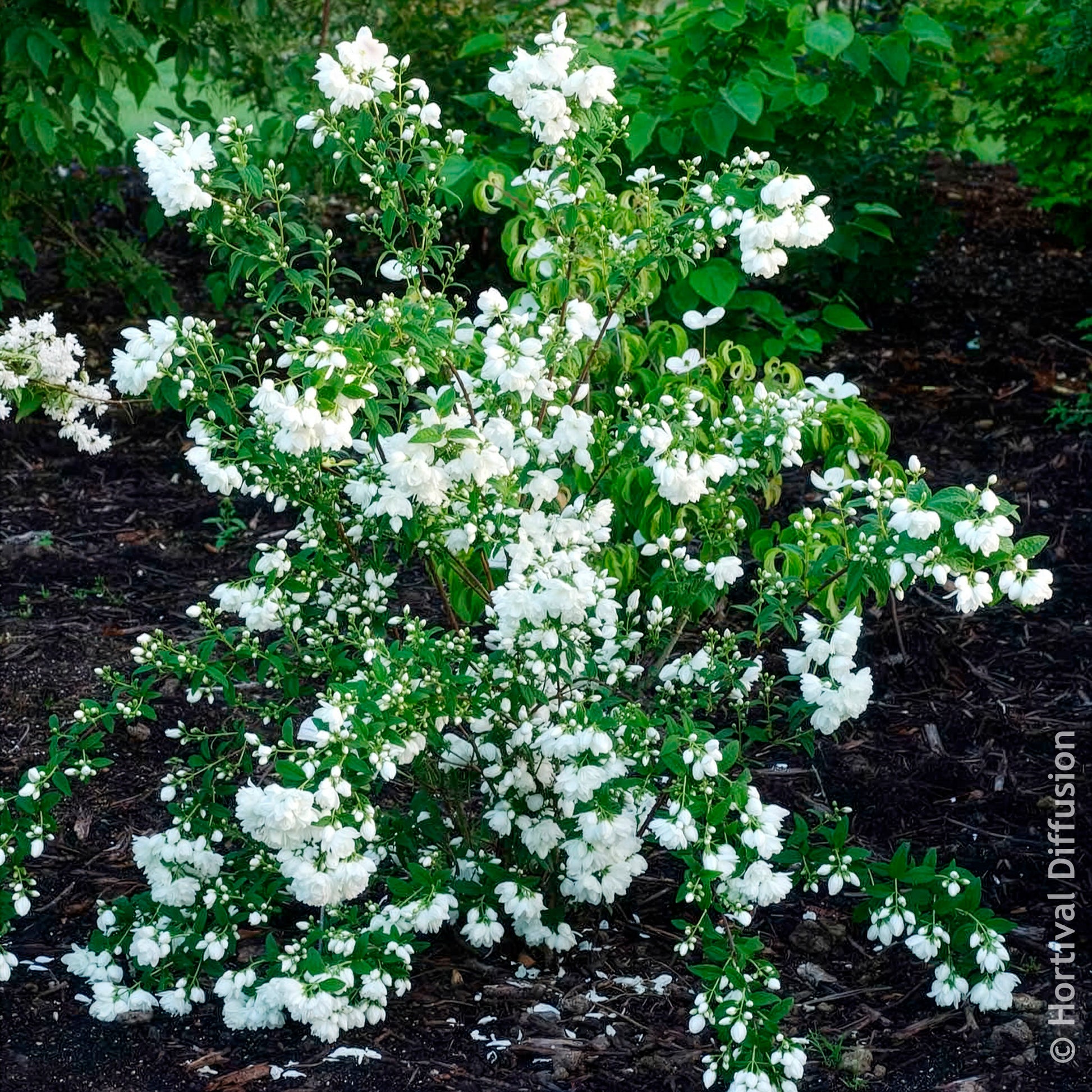 Arbustes fleuris - Seringat Snowbelle - Philadelphus Snowbelle
