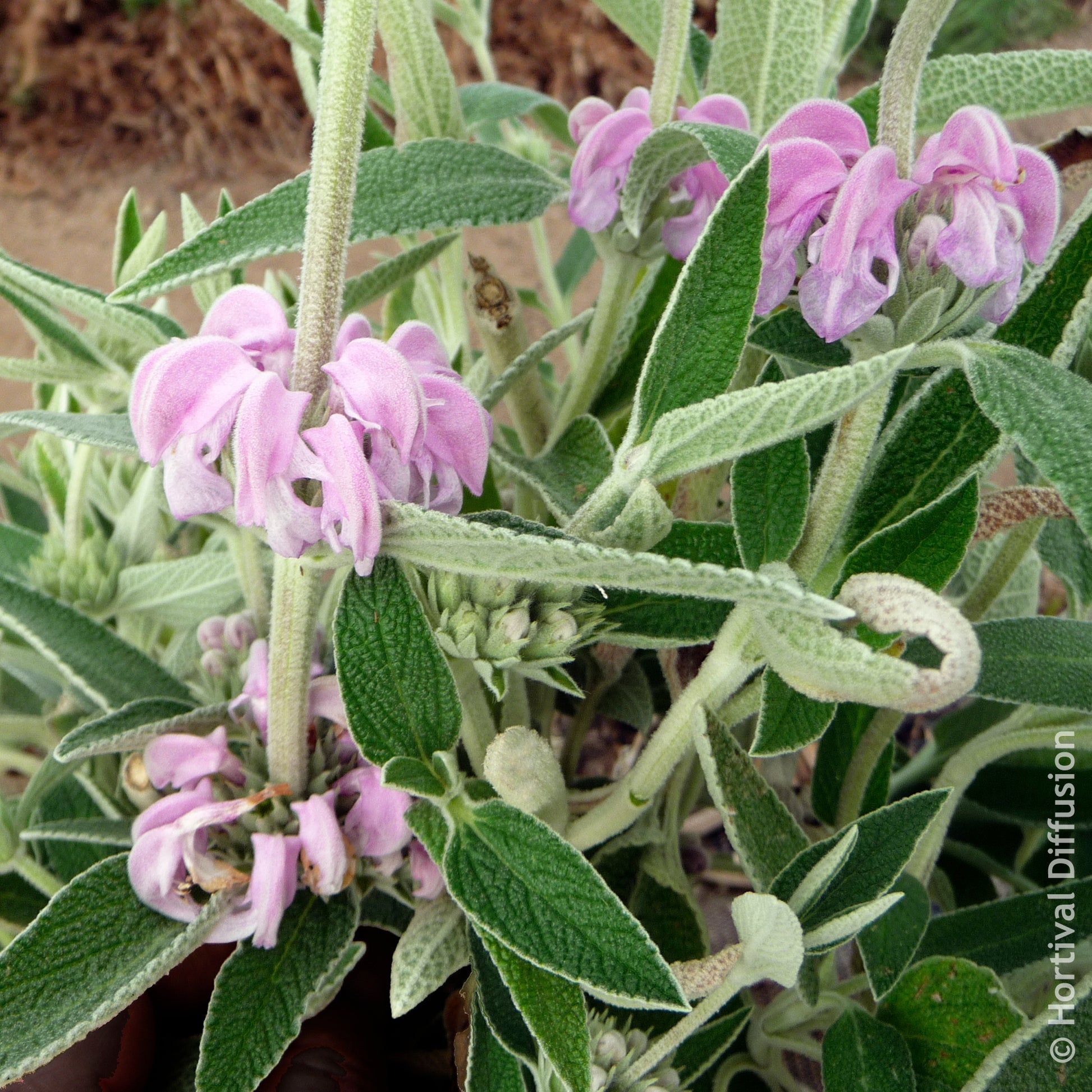 Sauges - Sauge de Jérusalem pourpre - Phlomis purpurea