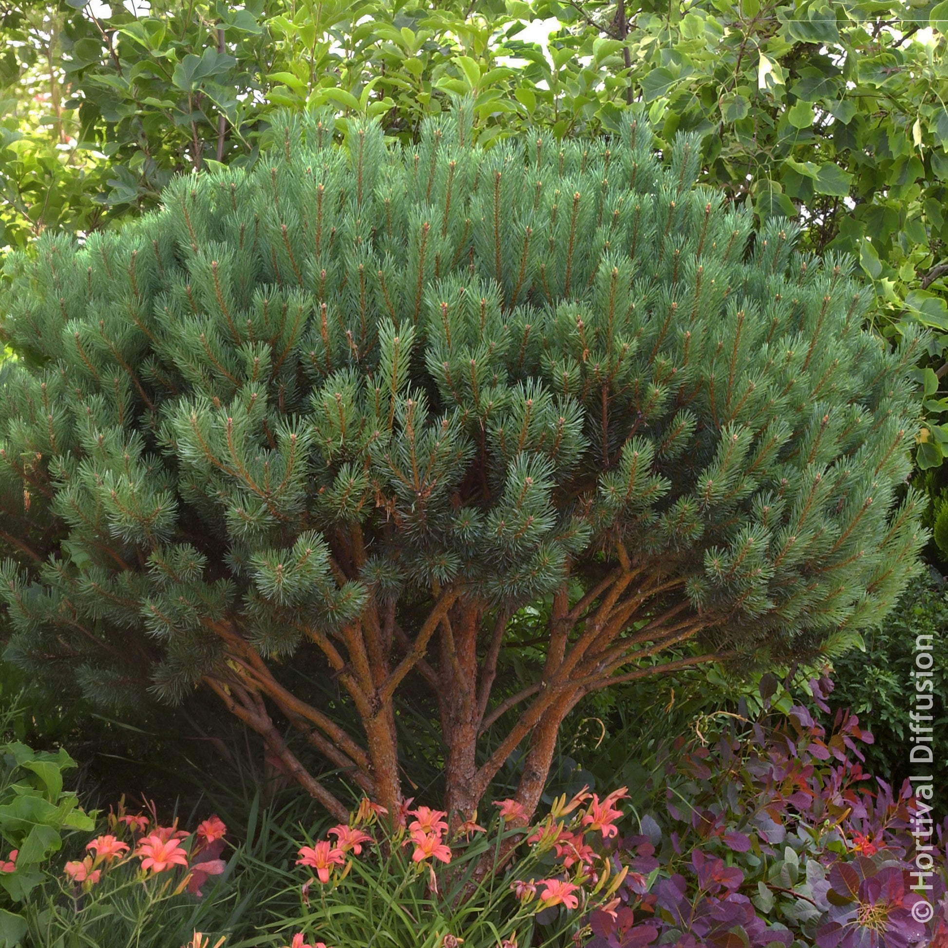 Pin - Pin sylvestre Watereri - Pinus sylvestris Watereri