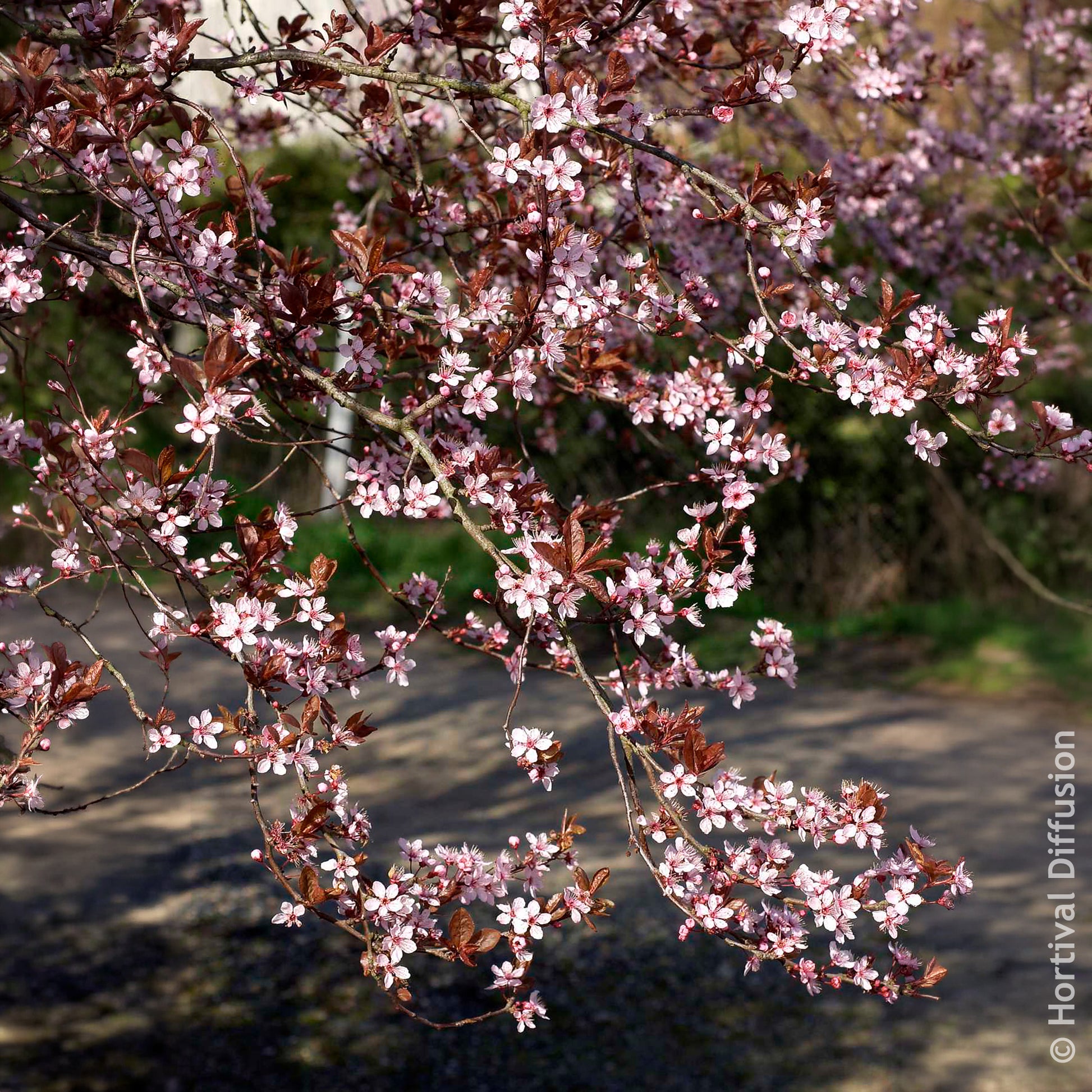 Vente Prunier à fleurs - Prunus cerasifera Atropurpurea