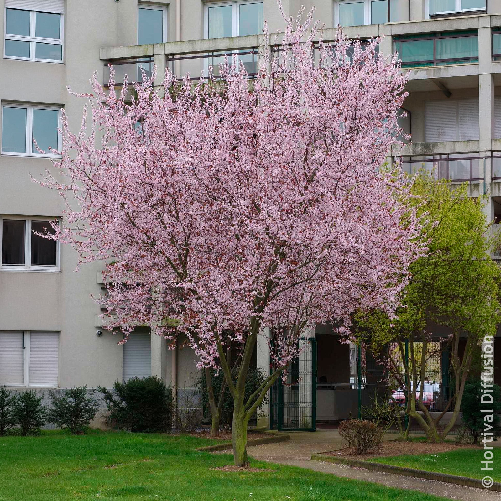 Prunus cerasifera Atropurpurea - Prunier à fleurs - Arbres fleuris
