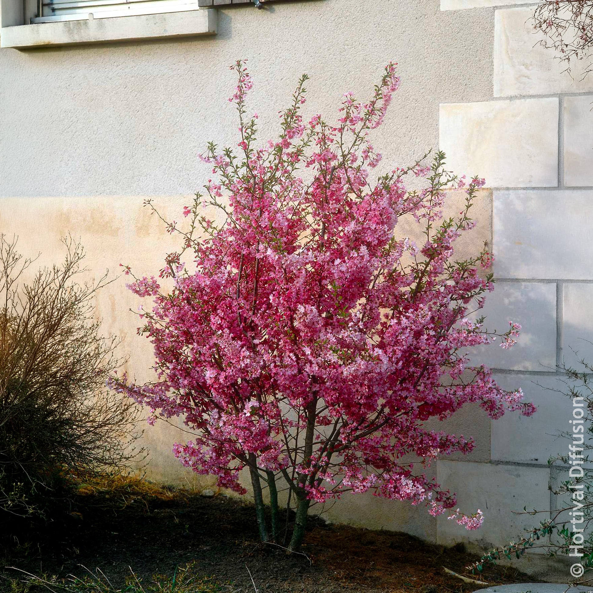 Cerisier du Japon Fukubana - Prunus subhirtella Fukubana - Bakker