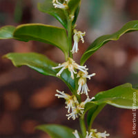 Vente Arbustes fleuris - Sarcocoque
