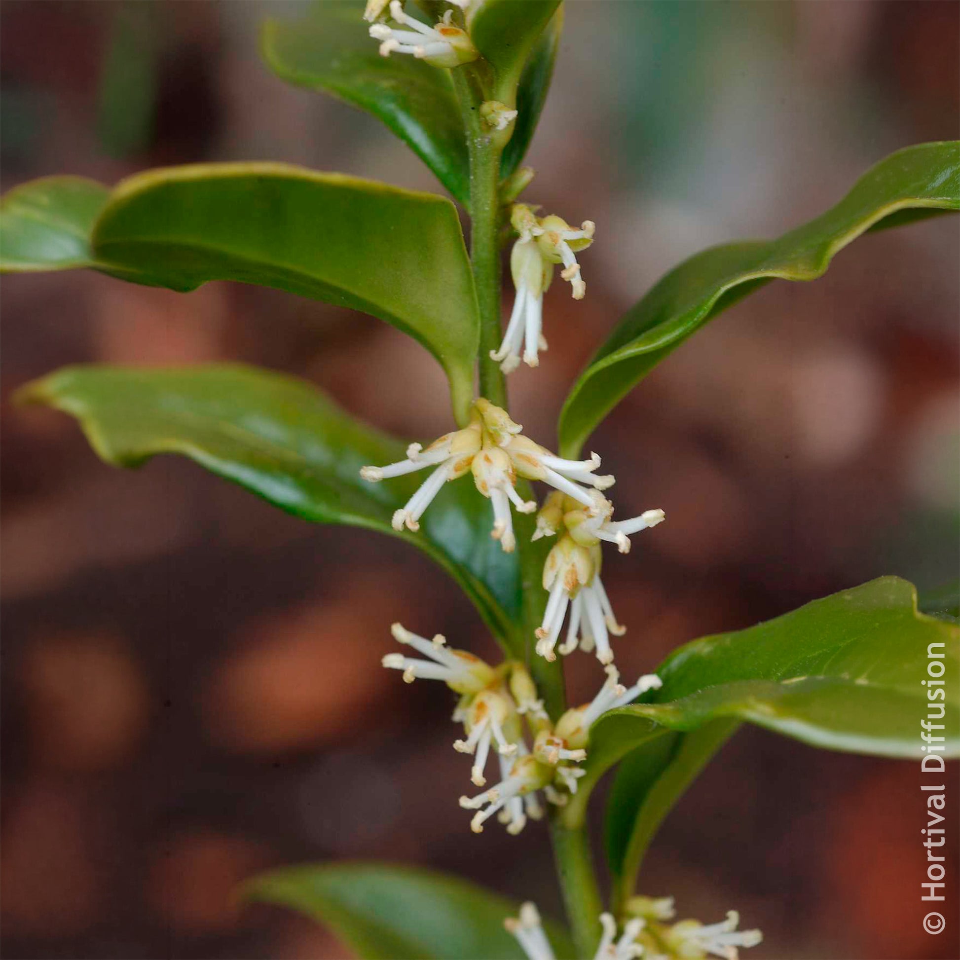 Vente Arbustes fleuris - Sarcocoque