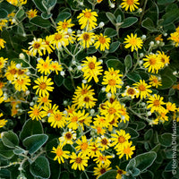 Senecio greyi Sunshine - Séneçon Sunshine - Arbustes à feuillage persistant