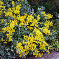 Vente Séneçon Sunshine - Senecio greyi Sunshine