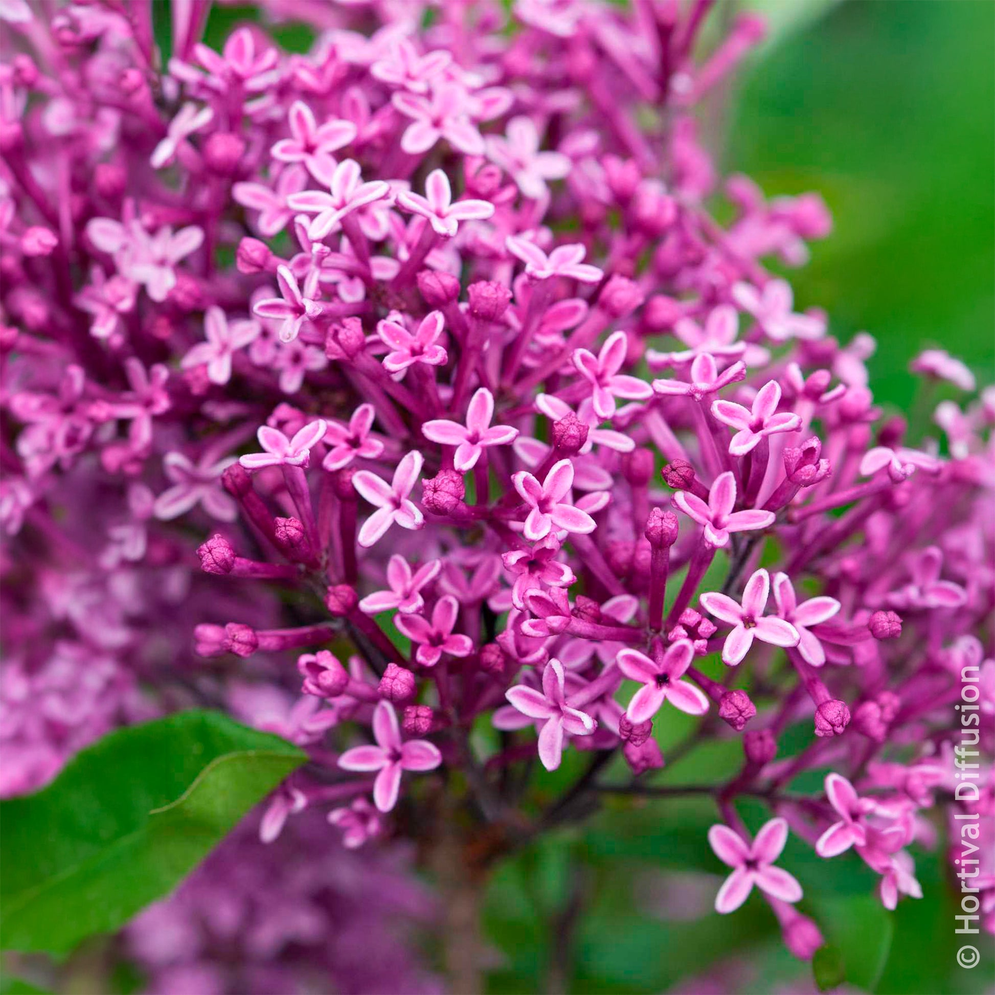 Lilas nain  'Dark Purple' - Lilas - Bakker