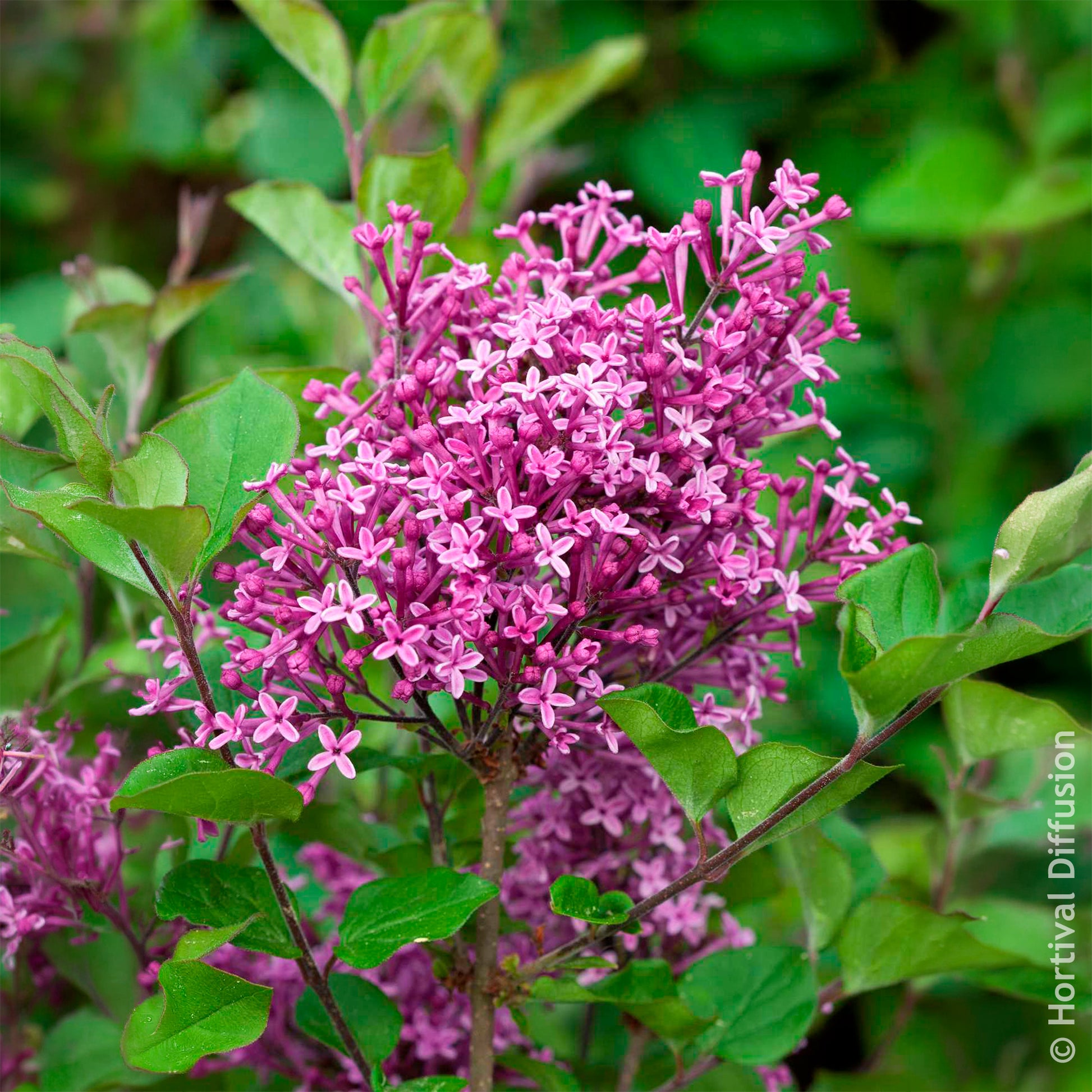 Vente Lilas nain  'Dark Purple'