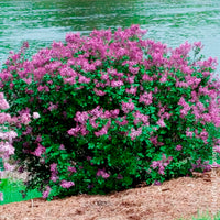 Vente Lilas nain  'Dark Purple' - Syringa pubescens microphylla Bloomerang Dark Purple