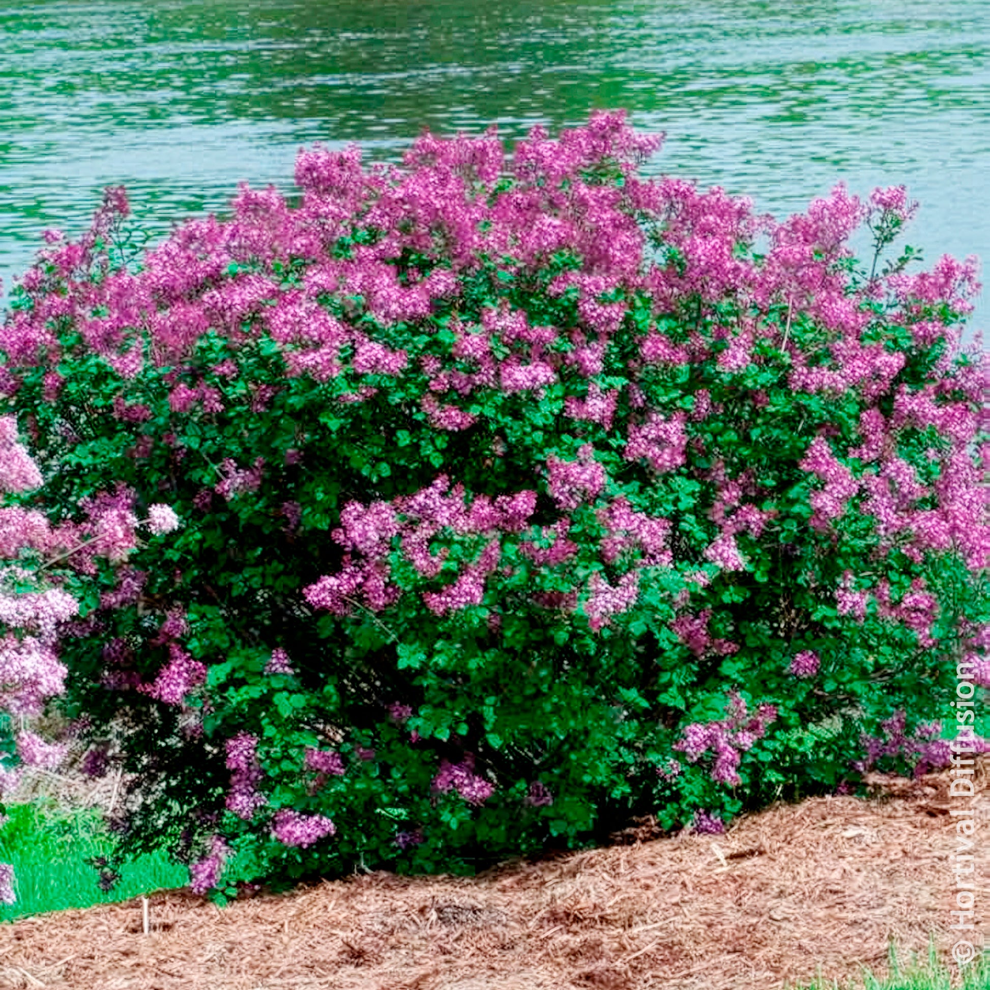 Vente Lilas nain  'Dark Purple' - Syringa pubescens microphylla Bloomerang Dark Purple