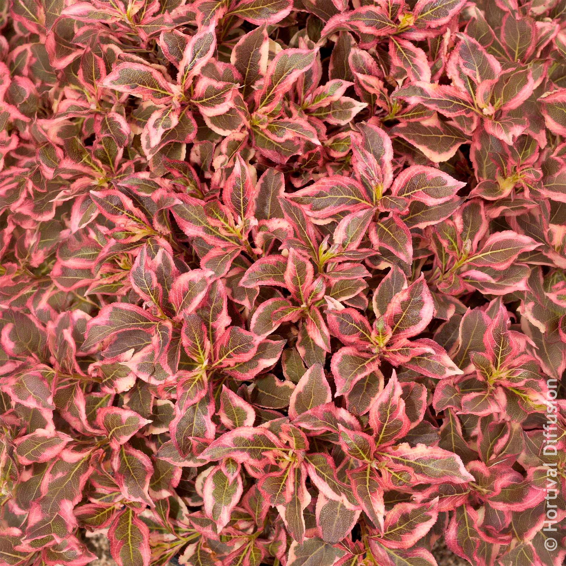 Vente Weigélia Monet - Weigela florida Monet