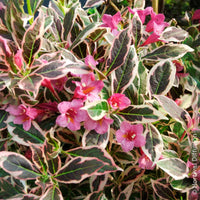 Arbustes fleuris - Weigélia Monet - Weigela florida Monet