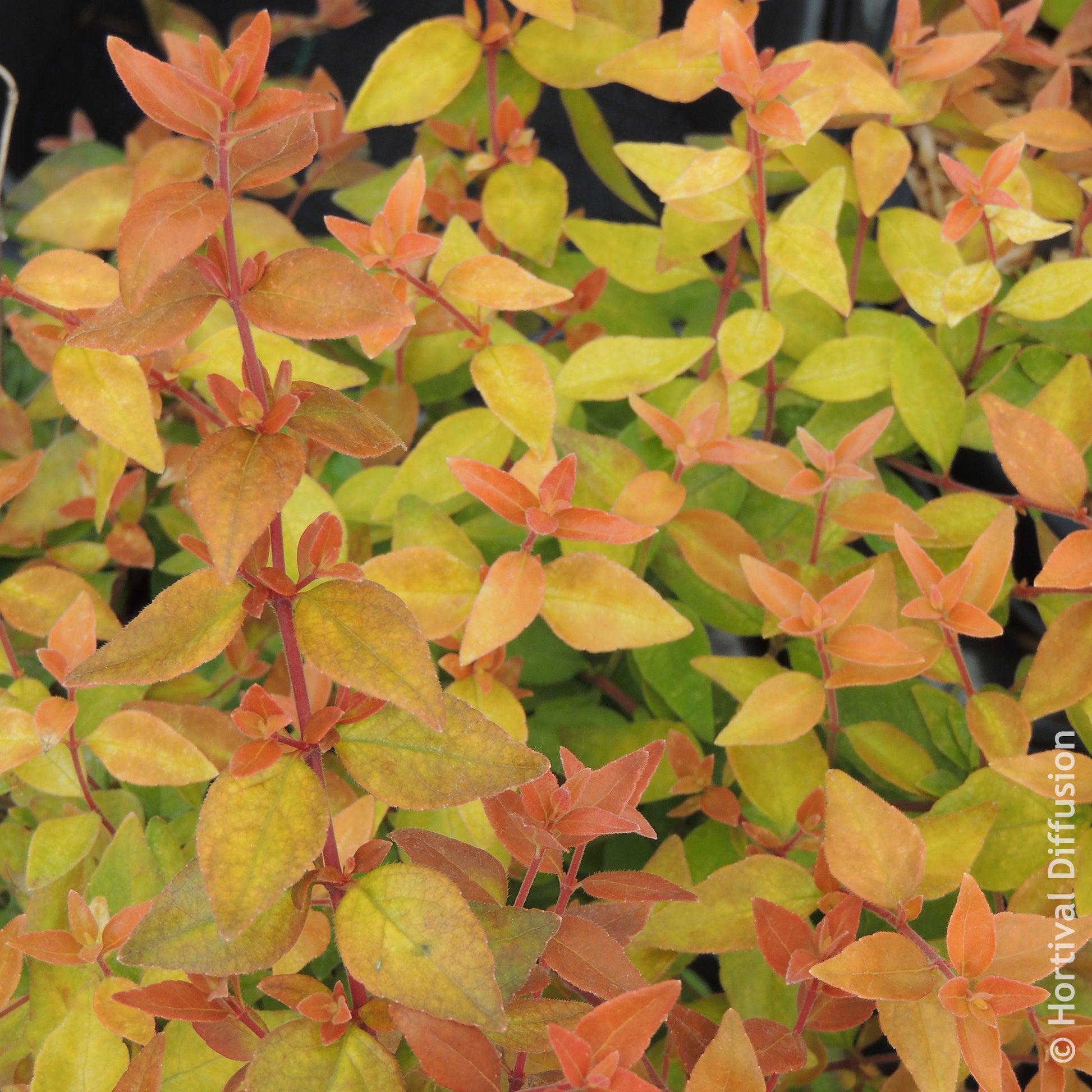 Abelia grandiflora Caramel Charm - Abélia à grandes fleurs Caramel Charm - Abélia
