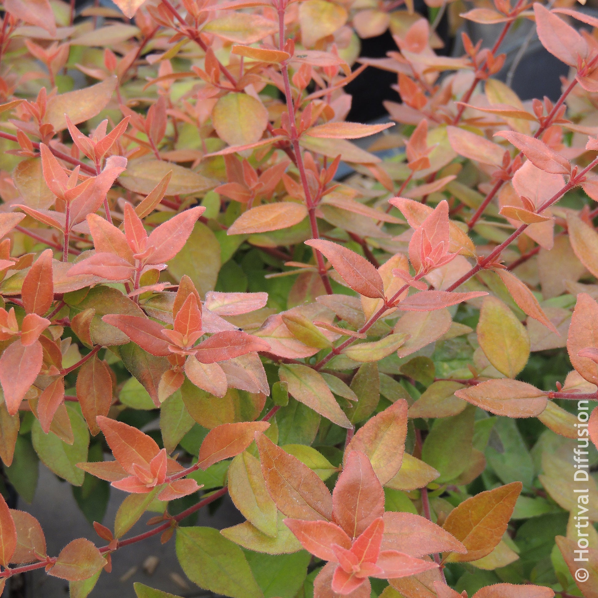 Abélia - Abélia à grandes fleurs Caramel Charm - Abelia grandiflora Caramel Charm