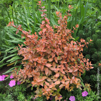 Abélia à grandes fleurs Caramel Charm - Abelia grandiflora Caramel Charm - Bakker