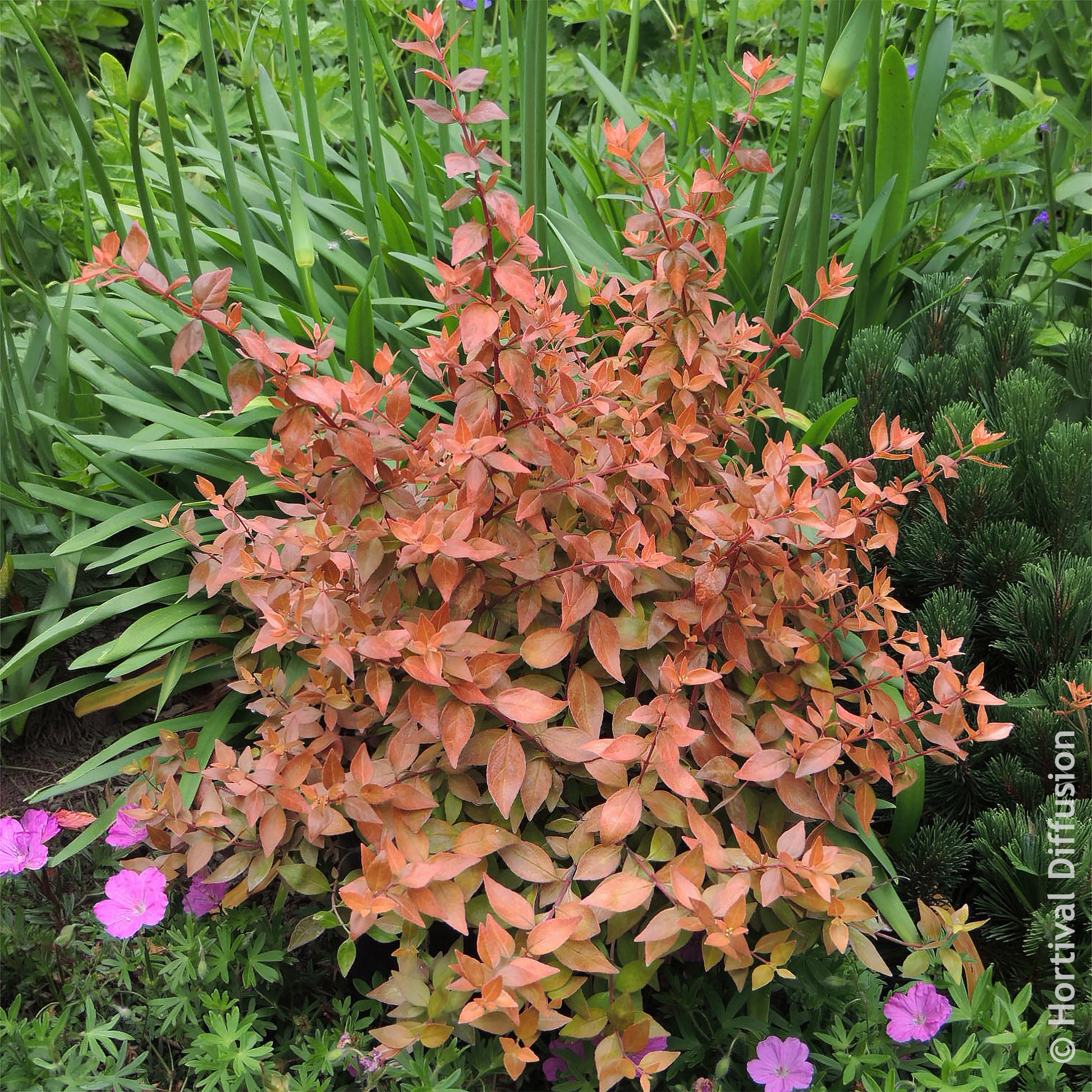 Abélia à grandes fleurs Caramel Charm - Abelia grandiflora Caramel Charm - Bakker