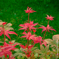 Érable du Japon - Érable du Japon Deshojo - Acer palmatum Deshojo