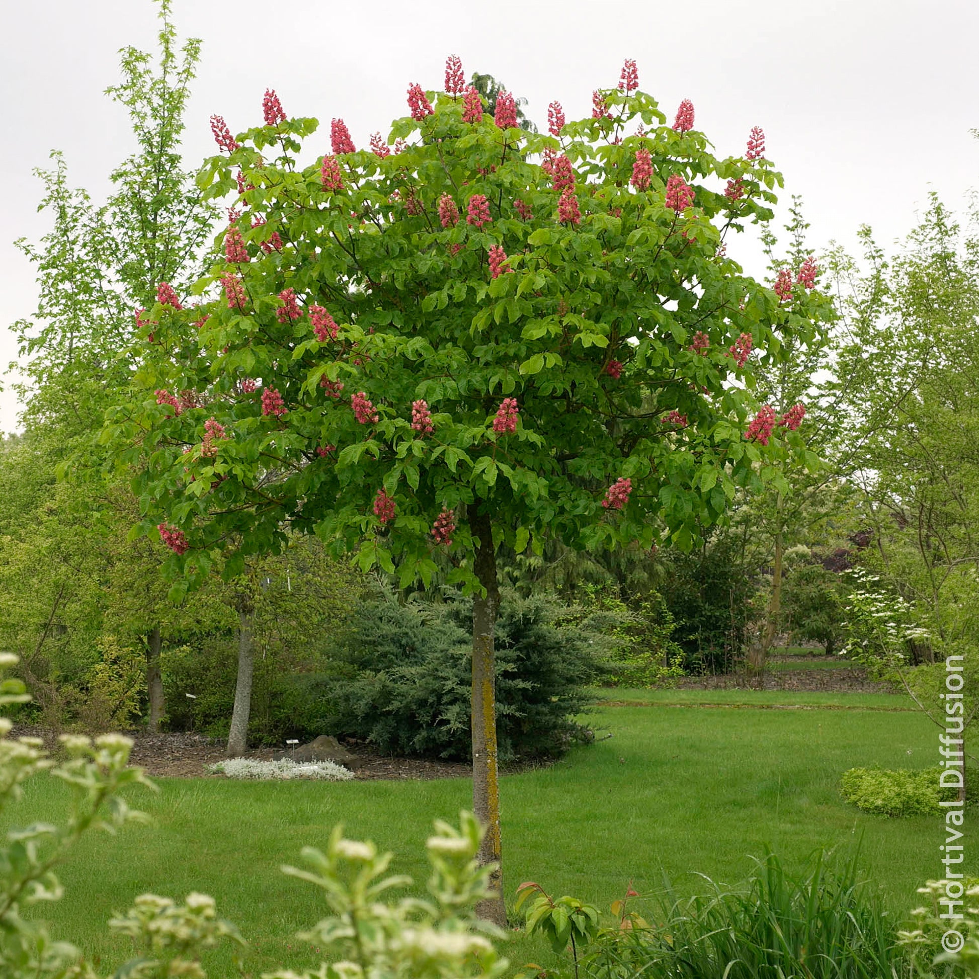 Marronnier rouge Briotii - Aesculus carnea Briotii - Bakker