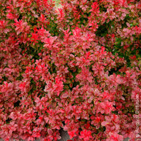 Berberis - Épine-vinette - Épine-vinette Admiration - Berberis thunbergii Admiration