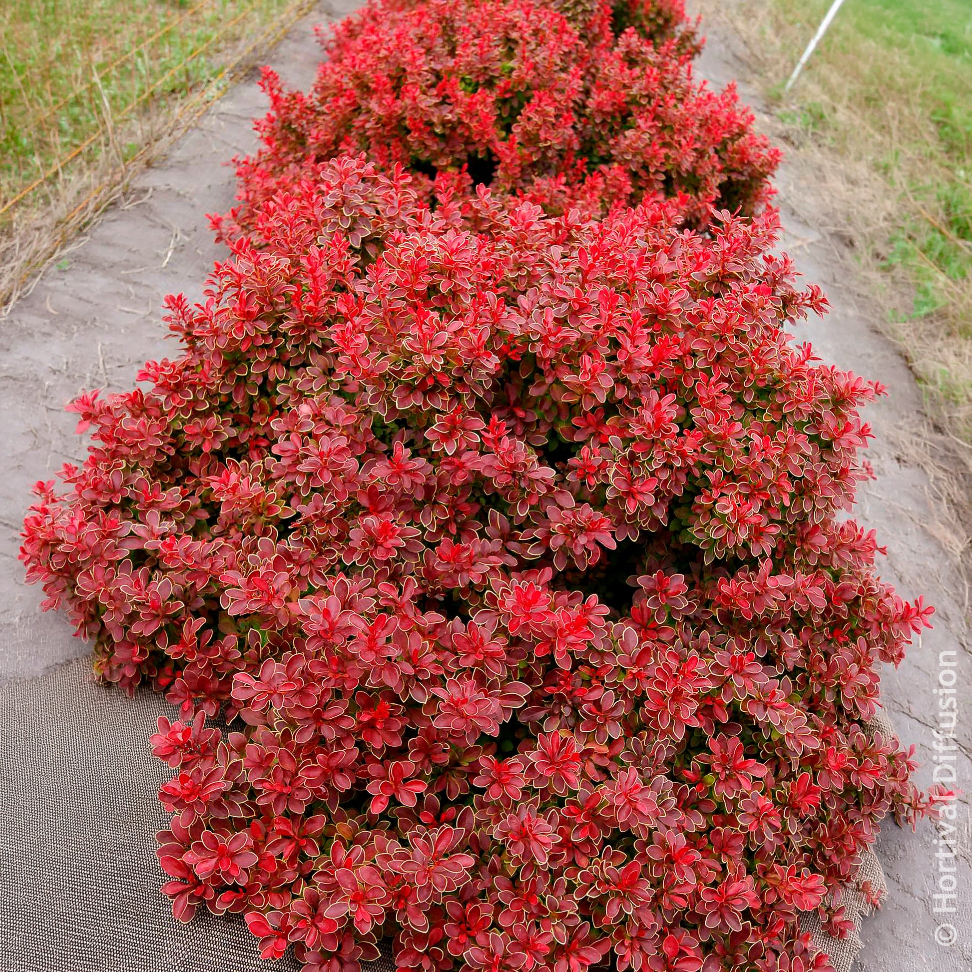 Berberis thunbergii Admiration - Épine-vinette Admiration - Berberis - Épine-vinette
