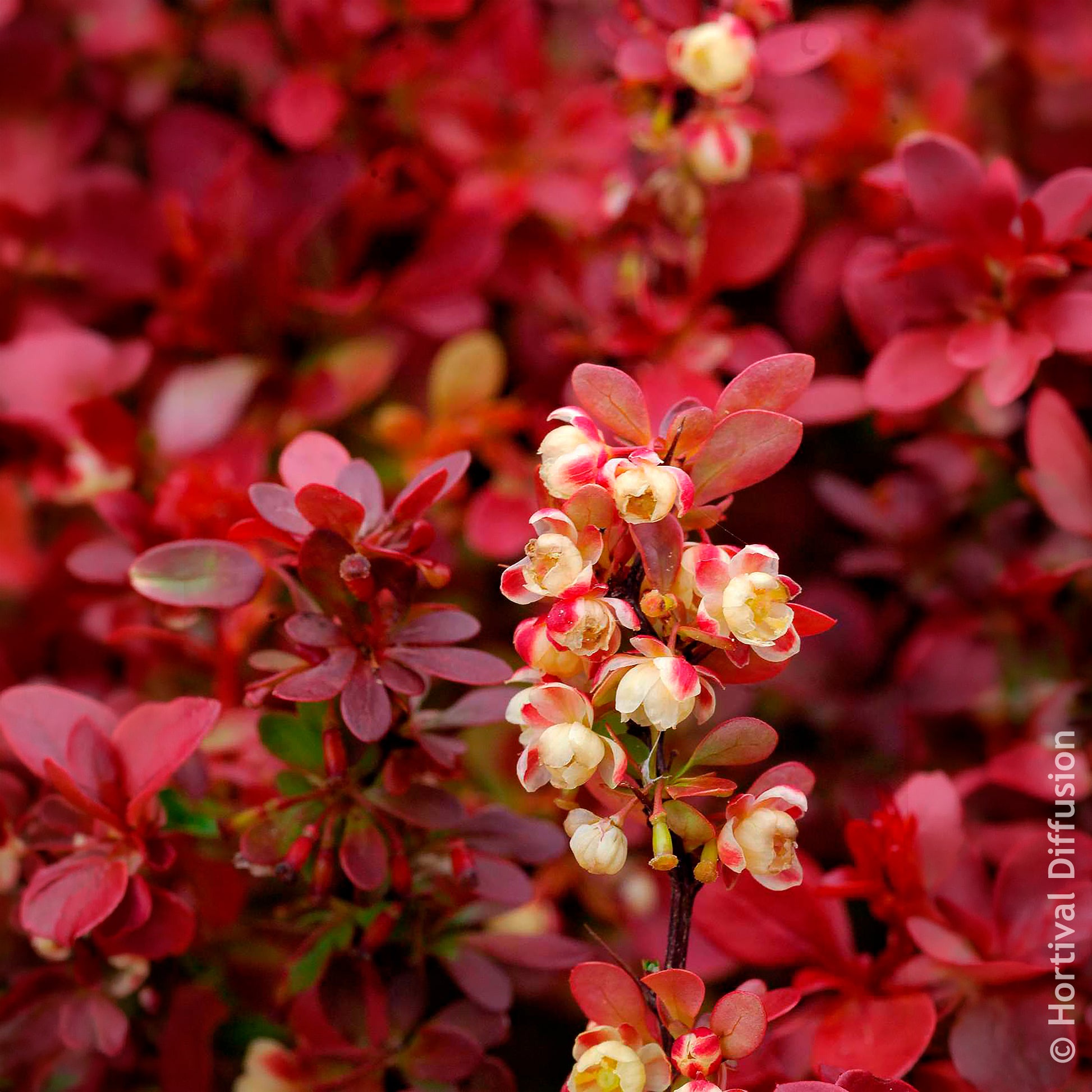 Épine-vinette Admiration - Berberis thunbergii Admiration - Bakker