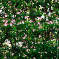 Calliandra de Surinam - Bakker