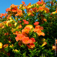 Campsis grandiflora - Bignone à grandes fleurs - Campsis - Bignone