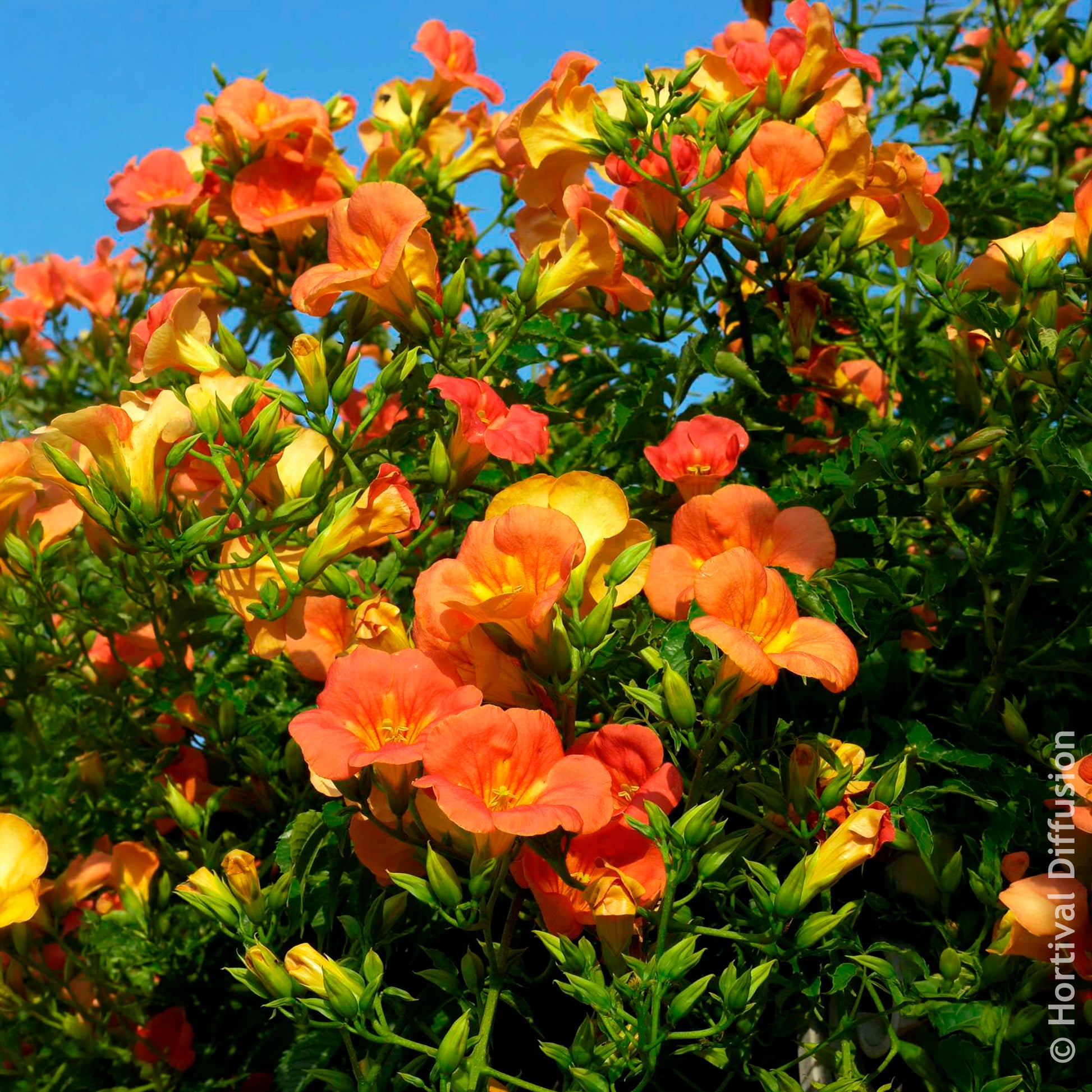 Campsis grandiflora - Bignone à grandes fleurs - Campsis - Bignone