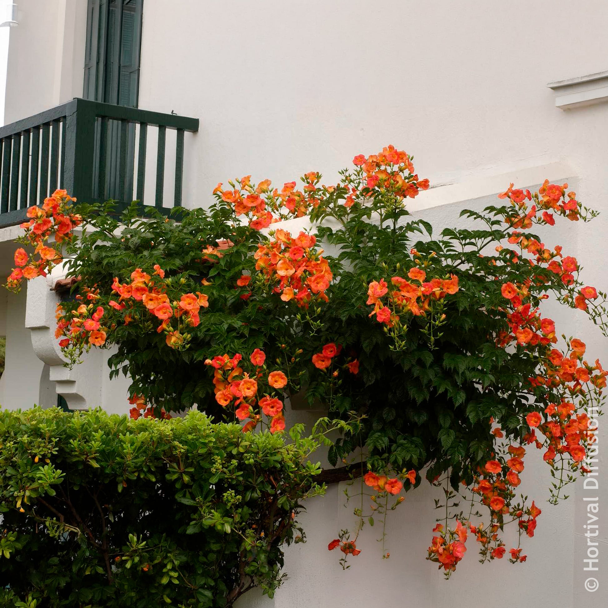Bignone à grandes fleurs - Campsis grandiflora - Bakker