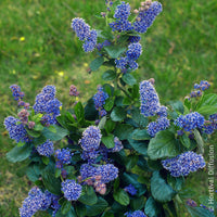 Céanothe Trewithen Blue