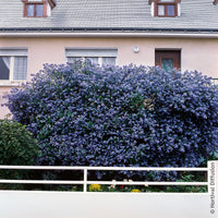 Céanothe Trewithen Blue