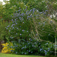 Céanothe Trewithen Blue