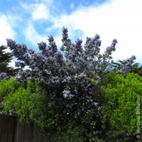 Céanothe Trewithen Blue